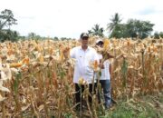 Pemkab Tanah Datar Targetkan Produksi Jagung 30 Ribu Ton di 2025