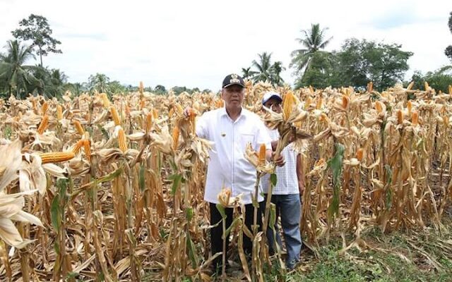 Pemkab Tanah Datar Targetkan Produksi Jagung 30 Ribu Ton di 2025