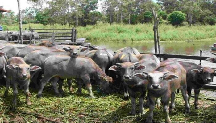 Populasi Kerbau di Padang Pariaman Terus Menurun, Ini Penyebabnya