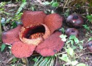Bunga Rafflesia Arnoldii Mekar di Hutan Lindung Bukit Daun Bengkulu