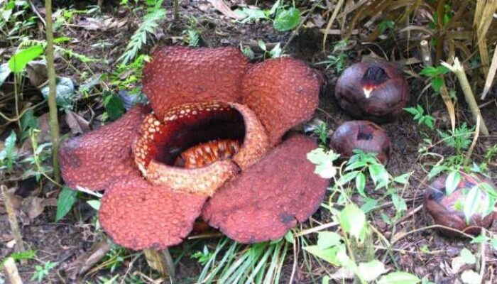 Bunga Rafflesia Arnoldii Mekar di Hutan Lindung Bukit Daun Bengkulu