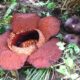Bunga Rafflesia Arnoldi [Foto: Harian Nasional]