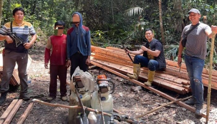 Polsek Singingi Hilir Tangkap 7 Pelaku Illegal Logging di Hutan Rimbang Baling