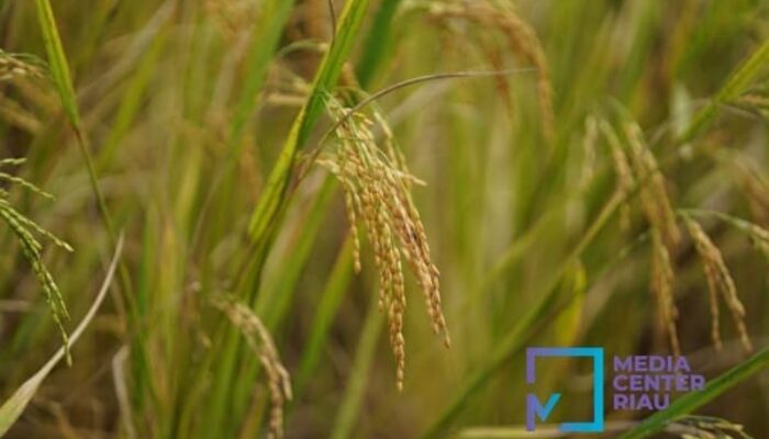 Pemprov Riau Targetkan Peningkatan Produksi Beras 30% pada 2025