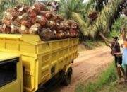 Berikut Daftar Harga TBS Kelapa Sawit Mitra Swadaya di Riau Periode 5-11 Februari 2025