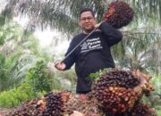 Harga TBS Sawit Riau Periode 5-11 Februari 2025 Turun, Ini Penyebabnya