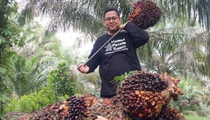 Harga TBS Sawit Riau Periode 5-11 Februari 2025 Turun, Ini Penyebabnya