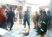 Anak 11 Tahun di Kuranji Jadi Korban Gigitan Anjing Liar