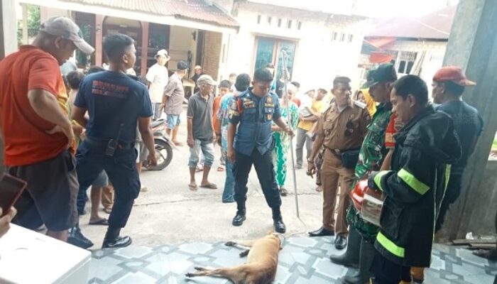 Anak 11 Tahun di Kuranji Jadi Korban Gigitan Anjing Liar