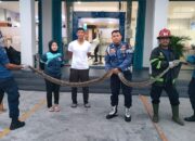 Damkar Padang Evakuasi Ular Piton 3 Meter di Kantor BRI Khatib Sulaiman
