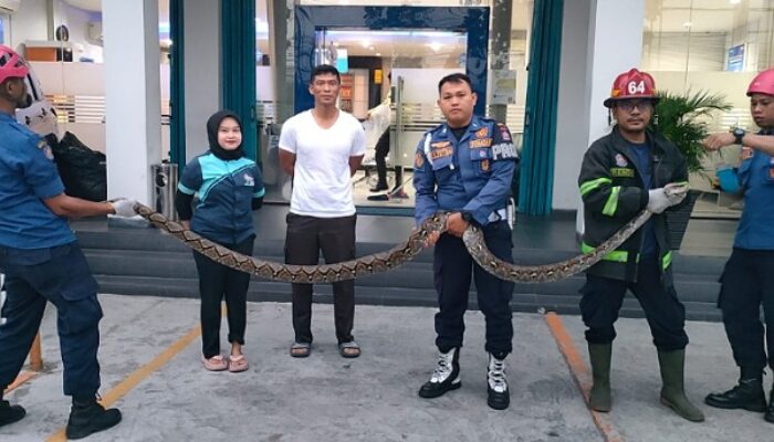 Damkar Padang Evakuasi Ular Piton 3 Meter di Kantor BRI Khatib Sulaiman