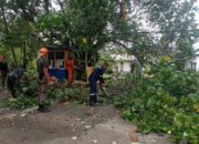 Hujan dan Angin Kencang, Pohon Tumbang Tutup Akses Pantai Air Manis