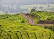 Menikmati Keindahan Kebun Teh di Kaki Gunung Dempo