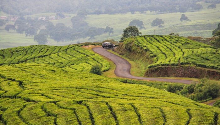 Menikmati Keindahan Kebun Teh di Kaki Gunung Dempo