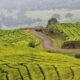 Kebun Teh di kaki Gunung Dempo [Foto: indonesiakaya.com]