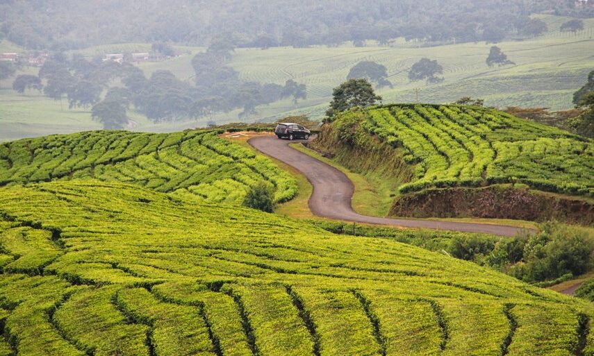 Kebun Teh di kaki Gunung Dempo [Foto: indonesiakaya.com]