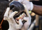 Dampak PMK, Inseminasi Buatan di Padang Pariaman Menurun hingga 12 Ribu Dosis pada 2024