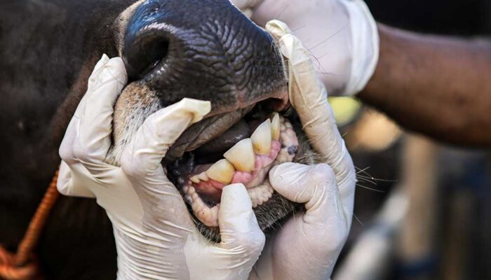 Dampak PMK, Inseminasi Buatan di Padang Pariaman Menurun hingga 12 Ribu Dosis pada 2024