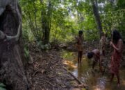 Taman Nasional Bukit Duabelas Warisan Alam dan Rumah bagi Orang Rimba