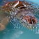 Konservasi Penyu [Foto: Hatchlings Babel Sea Turtle Conservation]