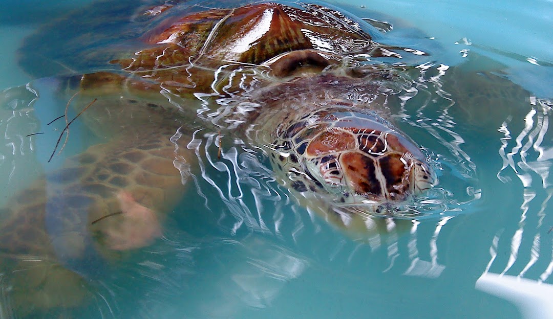 Konservasi Penyu [Foto: Hatchlings Babel Sea Turtle Conservation]
