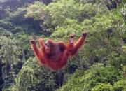 Jelajahi Keajaiban Alam Bukit Lawang, Bertemu Langsung Orangutan Sumatra