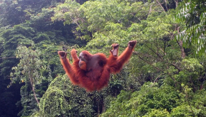 Jelajahi Keajaiban Alam Bukit Lawang, Bertemu Langsung Orangutan Sumatra
