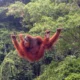 Orangutan binatang asli Sumatera [Foto: Tiket.com]
