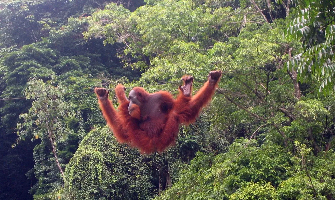 Orangutan binatang asli Sumatera [Foto: Tiket.com]
