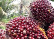 Harga Tandan Buah Segar Kelapa Sawit di Riau Naik