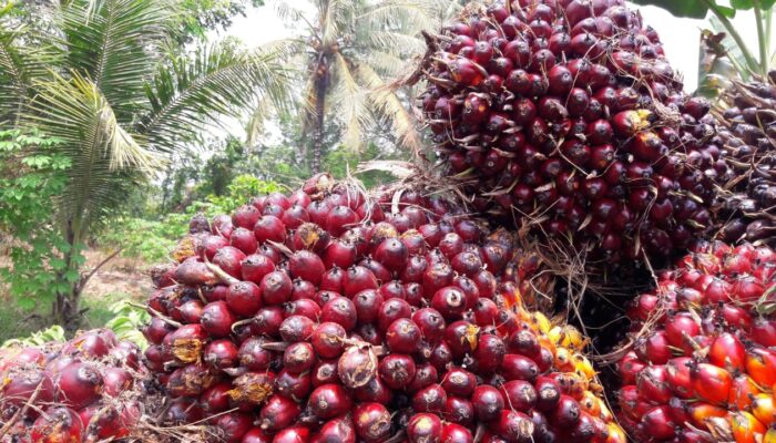 Harga Tandan Buah Segar Kelapa Sawit di Riau Naik