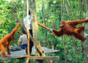 Bukit Lawang Surga Alam di Sumatra Utara