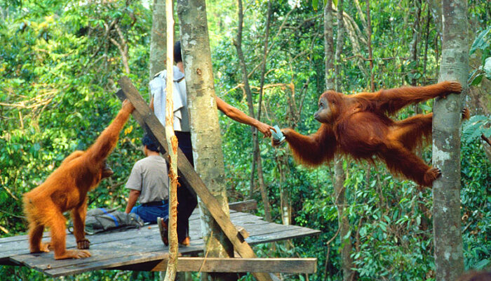 Bukit Lawang Surga Alam di Sumatra Utara