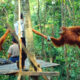 Orang Utan di Bukit Lawang [Foto:backpackerjakarta.com]