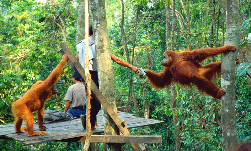 Orang Utan di Bukit Lawang [Foto:backpackerjakarta.com]