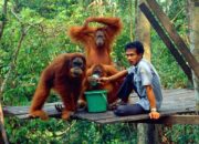 Orangutan Sumatra, Daya Tarik Utama Ekowisata Bukit Lawang