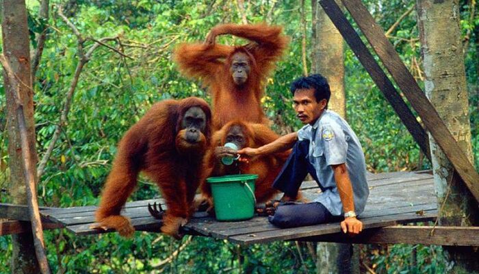 Orangutan Sumatra, Daya Tarik Utama Ekowisata Bukit Lawang