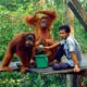 Konservasi Orangutan [Foto:indonesiatourism]