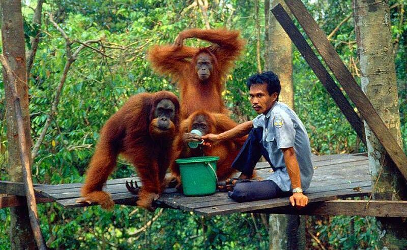 Konservasi Orangutan [Foto:indonesiatourism]