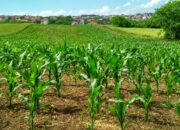 Produksi Jagung Padang Pariaman Anjlok, Petani Keluhkan Harga dan Minimnya Bantuan