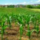 Ilustrasi ladang jagung. (Foto: Pexels)
