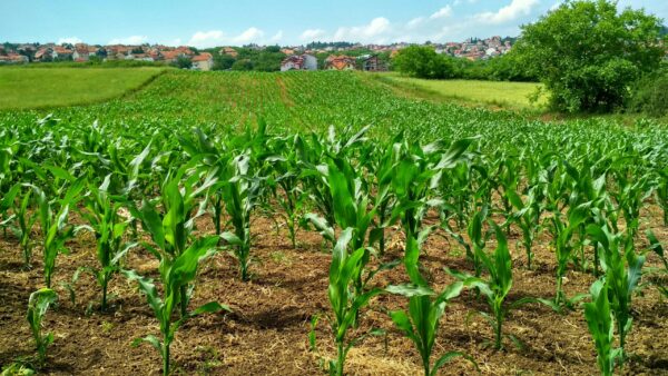 Ilustrasi ladang jagung. (Foto: Pexels)