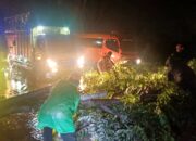 Dua Pohon Tumbang di By Pass Padang, Lalu Lintas Sempat Lumpuh