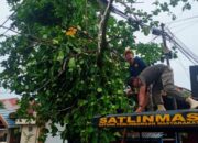Satpol PP Kota Padang Bantu Evakuasi Pohon Tumbang Akibat Cuaca Ekstrem