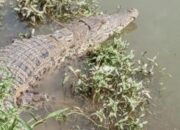 Buaya Besar Muncul di Sungai Kurao Pagang, Warga Padang Geger