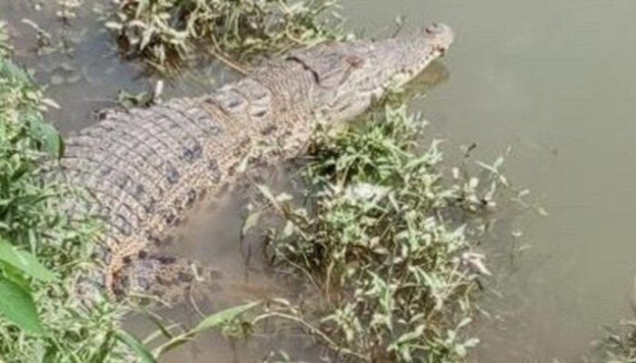 Buaya Besar Muncul di Sungai Kurao Pagang, Warga Padang Geger