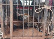 Harimau Betina Masuk Perangkap di Agam, Ditemukan dalam Kondisi Pincang