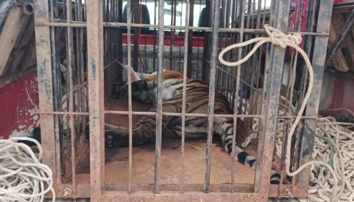 Harimau Betina Masuk Perangkap di Agam, Ditemukan dalam Kondisi Pincang