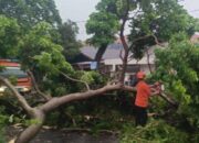 Hujan Angin Kencang di Padang, 22 Pohon Tumbang