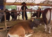 Warga Tanah Datar Meninggal Dunia Usai Ditendang Sapi Kurban